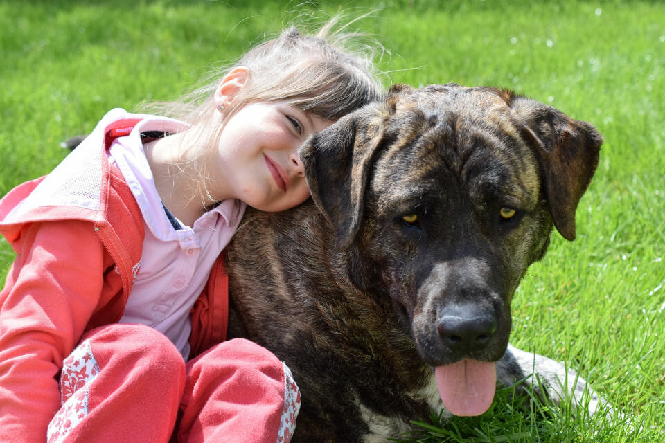 Research finds owning a dog is good for your health - and will help you live longer