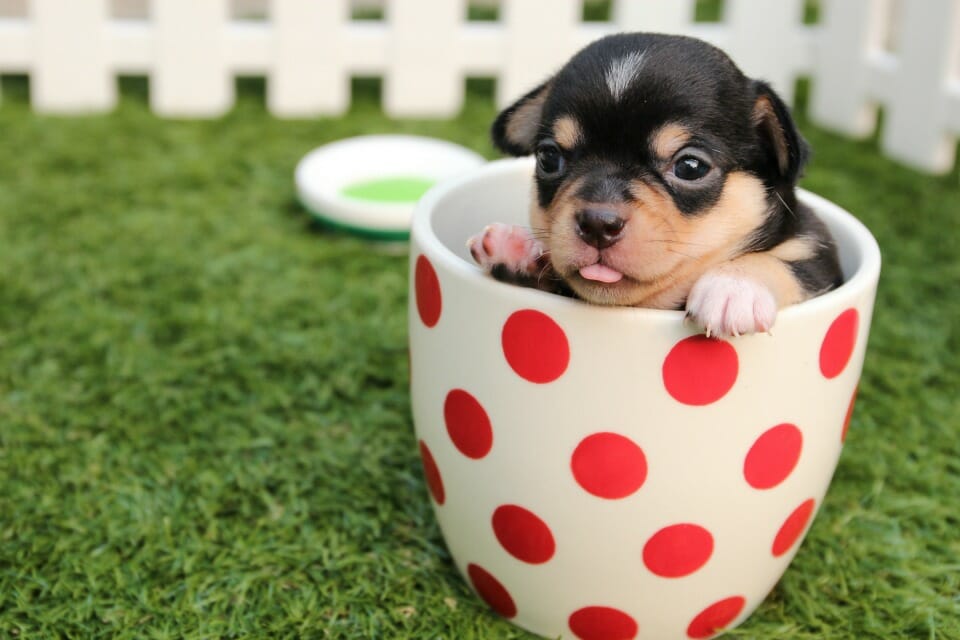 Research finds owning a dog is good for your health - and will help you live longer